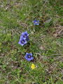 Filename=114_03_07bb_Clusijev_svisc_Gentiana_clusii_DSC02100.jpg
Filesize=336KB
Dimensions=675x900
Date added=Jan 19, 2009 114_03_07bb_Clusijev_svisc_Gentiana_clusii_DSC02100.jpg