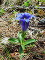 Filename=114_03_07bc_Clusijev_svisc_Gentiana_clusii_DSC00812.jpg
Filesize=280KB
Dimensions=675x900
Date added=Jan 19, 2009 114_03_07bc_Clusijev_svisc_Gentiana_clusii_DSC00812.jpg