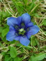 Filename=114_03_07be_Clusijev_svisc_Gentiana_clusii_DSC02082.jpg
Filesize=154KB
Dimensions=675x900
Date added=Jan 19, 2009 114_03_07be_Clusijev_svisc_Gentiana_clusii_DSC02082.jpg
