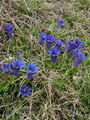 Filename=114_03_08bc_Kochov_svisc_Gentiana_acaulis.jpg
Filesize=347KB
Dimensions=675x900
Date added=Jan 19, 2009 114_03_08bc_Kochov_svisc_Gentiana_acaulis.jpg