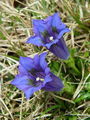 Filename=114_03_08bd_Kochov_svisc_Gentiana_acaulis.jpg
Filesize=192KB
Dimensions=675x900
Date added=Jan 19, 2009 114_03_08bd_Kochov_svisc_Gentiana_acaulis.jpg