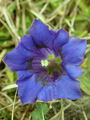 Filename=114_03_08be_Kochov_svisc_Gentiana_acaulis_DSC09823.jpg
Filesize=153KB
Dimensions=675x900
Date added=Jan 19, 2009 114_03_08be_Kochov_svisc_Gentiana_acaulis_DSC09823.jpg
