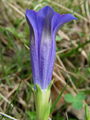 Filename=114_03_08bf_Kochov_svisc_Gentiana_acaulis_DSC09832.jpg
Filesize=145KB
Dimensions=675x900
Date added=Jan 19, 2009 114_03_08bf_Kochov_svisc_Gentiana_acaulis_DSC09832.jpg