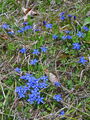 Filename=114_03_09ba_spomladanski_svisc_Gentiana_verna.jpg
Filesize=384KB
Dimensions=675x900
Date added=Jan 19, 2009 114_03_09ba_spomladanski_svisc_Gentiana_verna.jpg