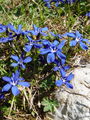 Filename=114_03_09bb_spomladanski_svisc_Gentiana_verna.jpg
Filesize=295KB
Dimensions=675x900
Date added=Jan 19, 2009 114_03_09bb_spomladanski_svisc_Gentiana_verna.jpg