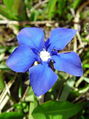 Filename=114_03_09bc_spomladanski_svisc_Gentiana_verna.jpg
Filesize=112KB
Dimensions=674x899
Date added=Jan 19, 2009 114_03_09bc_spomladanski_svisc_Gentiana_verna.jpg