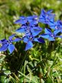 114_03_11cb_Svisc_nizki_Gentiana_pumila_DSC01484.jpg