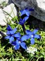 114_03_11cc_Svisc_nizki_Gentiana_pumila_DSC01536.jpg