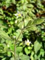 Filename=119_07_01bb_pasje_zelisce_Solanum_nigrum_DSC02602.jpg
Filesize=179KB
Dimensions=675x900
Date added=Jul 18, 2011 119_07_01bb_pasje_zelisce_Solanum_nigrum_DSC02602.jpg