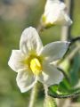 Filename=119_07_01bc_pasje_zelisce_Solanum_nigrum_DSC02624.jpg
Filesize=142KB
Dimensions=675x900
Date added=Jul 18, 2011 119_07_01bc_pasje_zelisce_Solanum_nigrum_DSC02624.jpg
