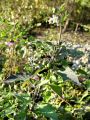 Filename=119_07_01bd_pasje_zelisce_Solanum_nigrum_DSC02615.jpg
Filesize=247KB
Dimensions=675x900
Date added=Jul 18, 2011 119_07_01bd_pasje_zelisce_Solanum_nigrum_DSC02615.jpg