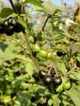 Filename=119_07_01be_pasje_zelisce_Solanum_nigrum_DSC02599.jpg
Filesize=210KB
Dimensions=675x900
Date added=Jul 18, 2011 119_07_01be_pasje_zelisce_Solanum_nigrum_DSC02599.jpg