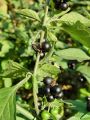Filename=119_07_01bf_pasje_zelisce_Solanum_nigrum_DSC02608.jpg
Filesize=215KB
Dimensions=675x900
Date added=Jul 18, 2011 119_07_01bf_pasje_zelisce_Solanum_nigrum_DSC02608.jpg