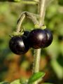 Filename=119_07_01bh_pasje_zelisce_Solanum_nigrum_DSC02617.jpg
Filesize=147KB
Dimensions=675x900
Date added=Jul 18, 2011 119_07_01bh_pasje_zelisce_Solanum_nigrum_DSC02617.jpg