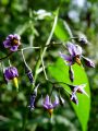 Filename=119_07_03bb_Razhudnik_-grenkoslad_Solanum_dulcamara_DSC00549.jpg
Filesize=161KB
Dimensions=675x900
Date added=Oct 15, 2011 119_07_03bb_Razhudnik_-grenkoslad_Solanum_dulcamara_DSC00549.jpg