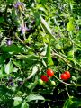 119_07_03bc_Razhudnik_-grenkoslad_Solanum_dulcamara_DSC01271.jpg