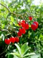 119_07_03bd_Razhudnik_-grenkoslad_Solanum_dulcamara_DSC01272.jpg