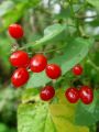 119_07_03be_Razhudnik_-grenkoslad_Solanum_dulcamara_DSC01964.jpg