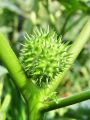 119_09_01bd_navadni_kristavec_Datura_stramonium_DSC02072.jpg