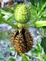 119_09_01be_navadni_kristavec_Datura_stramonium_DSC02472.jpg