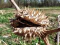 119_09_01bf_Kristavec_navadni_Datura_stramonium_2009_04080002.jpg