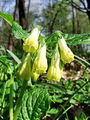122_09_02bc_Gabez_gomoljasti_2009_04110006.jpg
