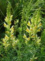 Filename=125_05_03bb_navadna_madronscica_Linaria_vulgaris.jpg
Filesize=290KB
Dimensions=675x900
Date added=Jan 23, 2009 125_05_03bb_navadna_madronscica_Linaria_vulgaris.jpg