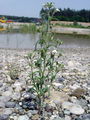 Filename=125_08_01ba_mala_zijalka_Microrrhinum_minus_DSC00254.jpg
Filesize=226KB
Dimensions=675x900
Date added=Jan 23, 2009 125_08_01ba_mala_zijalka_Microrrhinum_minus_DSC00254.jpg