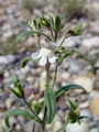 Filename=125_08_01bc_mala_zijalka_Microrrhinum_minus_DSC00253.jpg
Filesize=148KB
Dimensions=675x900
Date added=Jan 23, 2009 125_08_01bc_mala_zijalka_Microrrhinum_minus_DSC00253.jpg