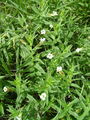 Filename=125_10_01ba_navadna_bozja_milost_Gratiola_officinalis_DSC01406.jpg
Filesize=299KB
Dimensions=675x900
Date added=Jan 23, 2009 125_10_01ba_navadna_bozja_milost_Gratiola_officinalis_DSC01406.jpg