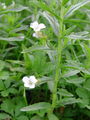 Filename=125_10_01bb_navadna_bozja_milost_Gratiola_officinalis.jpg
Filesize=154KB
Dimensions=675x900
Date added=Jan 23, 2009 125_10_01bb_navadna_bozja_milost_Gratiola_officinalis.jpg