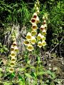 Filename=125_13_01bb_Naprstec_velecvetni_Digitalis_grandiflora_DSC09921.jpg
Filesize=410KB
Dimensions=675x900
Date added=Oct 18, 2011 125_13_01bb_Naprstec_velecvetni_Digitalis_grandiflora_DSC09921.jpg
