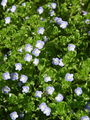 Filename=125_15_14ba_perzijski_jeticnik_Veronica_persica.jpg
Filesize=266KB
Dimensions=675x900
Date added=Jan 23, 2009 125_15_14ba_perzijski_jeticnik_Veronica_persica.jpg