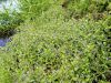 Filename=125_15_33aa_jeticnik_studencni_Veronica_beccabunga_IMG_6114.JPG
Filesize=597KB
Dimensions=900x675
Date added=Jun 10, 2017 125_15_33aa_jeticnik_studencni_Veronica_beccabunga_IMG_6114.JPG