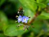 Filename=125_15_33ad_jeticnik_studencni_Veronica_beccabunga_IMG_6117.JPG
Filesize=183KB
Dimensions=900x675
Date added=Jun 10, 2017 125_15_33ad_jeticnik_studencni_Veronica_beccabunga_IMG_6117.JPG
