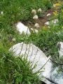 128_01_06ca_Trpotec_srebrni_Plantago_argentea_subsp__liburnica_DSC00110.jpg