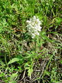 133_16_01bb_crnoglavka_deljenolistna_Prunella_laciniata_DSC00156.jpg