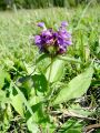133_16_03bb_crnoglavka_velecvetna_Prunella_grandiflora_DSC03506.jpg