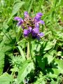 133_16_03bc_crnoglavka_velecvetna_Prunella_grandiflora_DSC02209.jpg