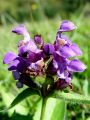 133_16_03bd_crnoglavka_velecvetna_Prunella_grandiflora_DSC03507.jpg