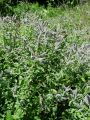 133_27_12ba_Meta_dolgolistna_Mentha_longifolia_DSC02012.JPG