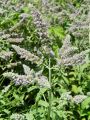 133_27_12bb_Meta_dolgolistna_Mentha_longifolia_DSC02013.JPG