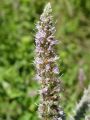 Filename=133_27_12bc_Meta_dolgolistna_Mentha_longifolia_DSC02014.JPG
Filesize=186KB
Dimensions=675x900
Date added=Dec 01, 2012 133_27_12bc_Meta_dolgolistna_Mentha_longifolia_DSC02014.JPG