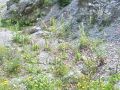 Filename=135_01_12ca_Zvoncica_sopasta_Campanula_thyrsoides_2014_07190059.jpg
Filesize=409KB
Dimensions=900x675
Date added=Jan 05, 2015 135_01_12ca_Zvoncica_sopasta_Campanula_thyrsoides_2014_07190059.jpg