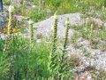 Filename=135_01_12cb_Zvonsica_sopasta_Campanula_thyrsoides_2014_07190056.jpg
Filesize=418KB
Dimensions=900x675
Date added=Jan 05, 2015 135_01_12cb_Zvonsica_sopasta_Campanula_thyrsoides_2014_07190056.jpg