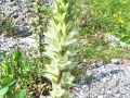 Filename=135_01_12cc_Zvoncica_sopasta_Campanula_thyrsoides_2014_07190057.jpg
Filesize=287KB
Dimensions=900x675
Date added=Jan 05, 2015 135_01_12cc_Zvoncica_sopasta_Campanula_thyrsoides_2014_07190057.jpg