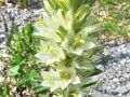 Filename=135_01_12cd_Zvoncica_sopasta_Campanula_thyrsoides_2014_07190058.jpg
Filesize=231KB
Dimensions=900x675
Date added=Jan 05, 2015 135_01_12cd_Zvoncica_sopasta_Campanula_thyrsoides_2014_07190058.jpg