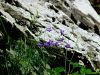 135_01_18ca_zvoncica_karnijska_Campanula_carnica_IMG_4742aa.jpg
