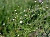 Filename=136_04_06cd_nebina_luskasta_Aster_squamatus_IMG_9694.JPG
Filesize=251KB
Dimensions=900x675
Date added=Oct 03, 2016 136_04_06cd_nebina_luskasta_Aster_squamatus_IMG_9694.JPG
