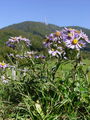 Filename=136_04_07ba_gorska_nebina_Aster_amellus_DSC03470.jpg
Filesize=262KB
Dimensions=675x900
Date added=Mar 22, 2009 136_04_07ba_gorska_nebina_Aster_amellus_DSC03470.jpg